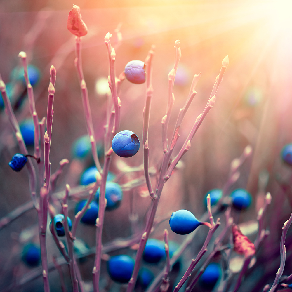 Vimery Nahrunsgergänzung / Supplimente